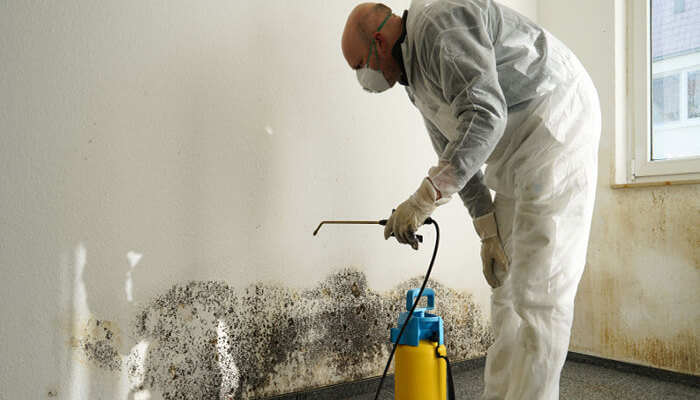 How To Get Rid Of Mold Damage